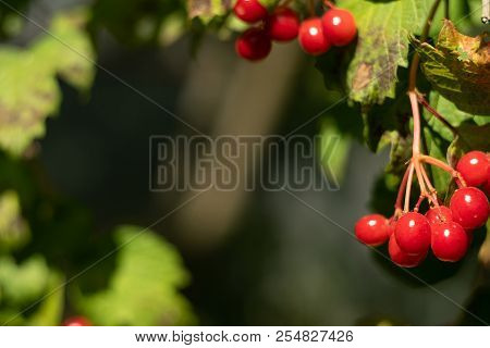 Berries Of The Guelder-rose On A Dark Green Background