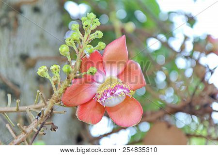 Beautiful In Pink Of  Cannonball Flower (call Sal Flower In Thai)  With Background Green. Selective 