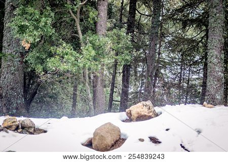 A Beautiful Day In Michlifen With Snow And Trees
