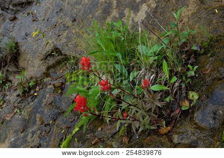 Indian Paintbrush Grows With Other Wildflowers On A Cliff At Sombrio Beach, Vancouver Island, Bc.