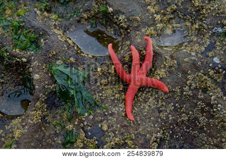 Blood Star On A Barnacle Covered Rock At Low Tide, Sombrio Beach, Vancouver Island, Bc.
