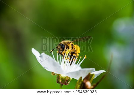 A Hard Working European Honey Bee Pollinating A Flowers In A Spring