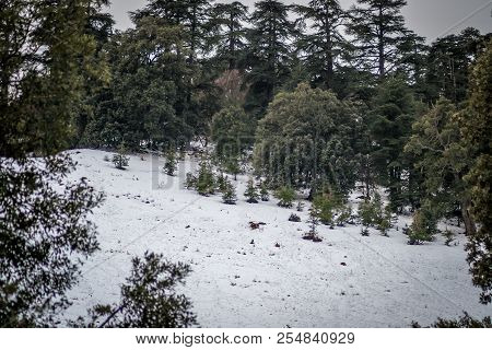 Snow On Michlifen