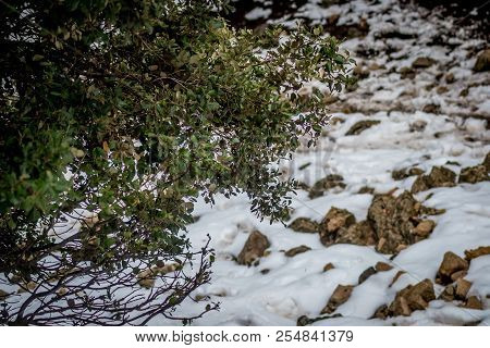 Snow On Michlifen