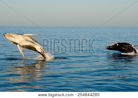 Playful Humpback Whales - Exmouth - Australia