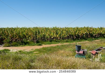 Banana Plantation - Carnarvon - Western Australia