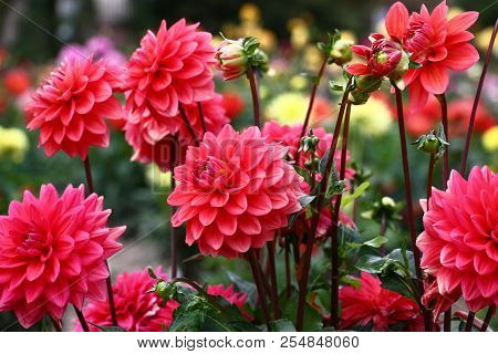 In A Flower Bed A Considerable Quantity Of Flowers Dahlias With Petals In Various Tones Of Pink Colo
