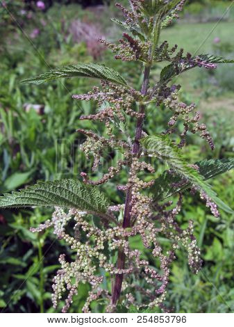 Blooming Nettle, As A Background. Beginning Of The Summer Season. From Nettles Make Therapeutic Tea 