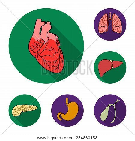 Human Organs Flat Icons In Set Collection For Design. Anatomy And Internal Organs Vector Symbol Stoc