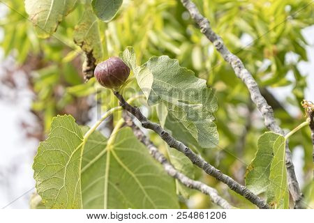 Figs Grows On Tree In The Garden