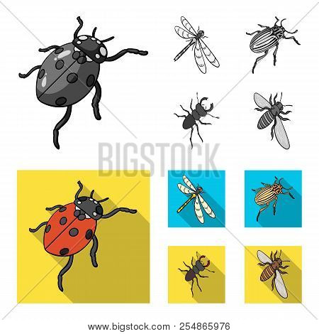 Arthropods Insect Ladybird, Dragonfly, Beetle, Colorado Beetle Insects Set Collection Icons In Monoc