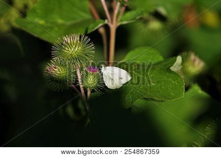 White Butterfly On A Bud Of The Great Burdock Arctium Lappa