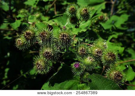 Buds Of The Great Burdock Arctium Lappa In Summer