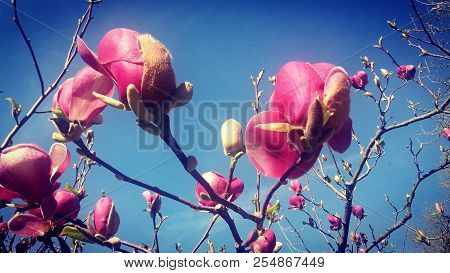 New Spring Pink Flowers Blooming In A Tree