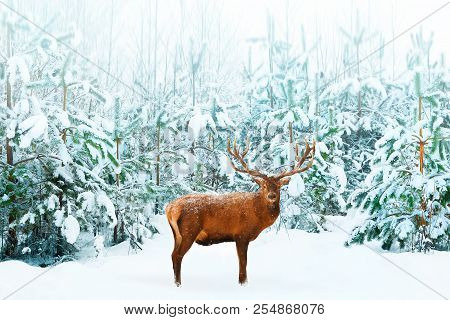 Beautiful Male Noble Deer And Christmas Tree In The Snow In The Winter Forest. Winter Natural Backgr