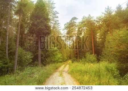 Light Pine Forest In Shiny Scenic Autumn Morning - Atmospheric Landscape With Light Happiness And Bl