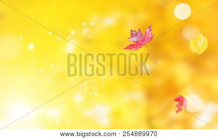 Fresh Red And Yellow Fall Foliage Background With Copy Space Banner