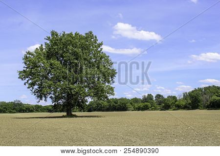 Single Tree In Newly Emerging Corn Field. Tree Lined Farm Field. Bright Blue Skies In Scottsville, N