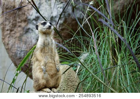 The Meir Cats Is Standing And Looking At Something