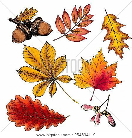 Hand Drawn Autumn Leaf. Vector Isolated Colorful Icons. Oak, Maple, Acorn, Rowen, Chestnut. Fall For