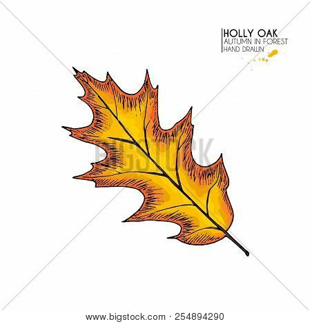 Hand Drawn Autumn Leaves. Vector Isolated Colorful Icon Of Holly Oak Tree. Fall Forest Folliage. Par