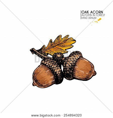 Hand Drawn Autumn Tree Leaves. Vector Isolated Colorful Icon Of Oak Acorn. Fall Forest Folliage. Par