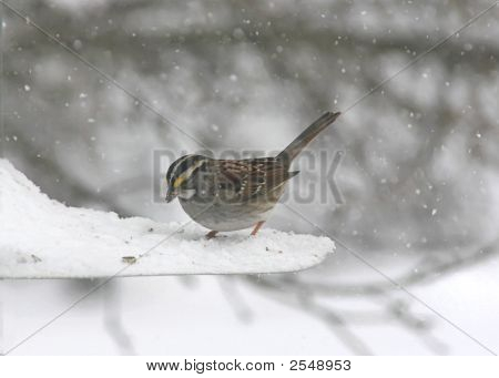 Bianco – Throated Sparrow (Zonotrichia Albicollis)
