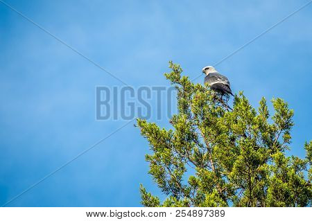 A Hawk On Top Of A Tree In Lake Texoma, Texas