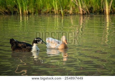 A Black And White Ducks Swimming At The Lake Of Texoma, Texas