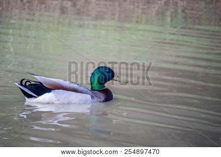 Mallard Swimming At The Lake Of Texoma, Texas