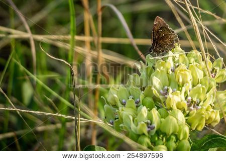 A Speckled Wood Butterfly In Lake Texoma, Texas