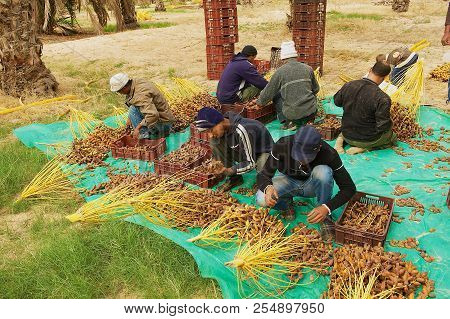 El Goula, Tunisia - December 01, 2011: Unidentified Farmers Sort Collected Dates At The Plantation I