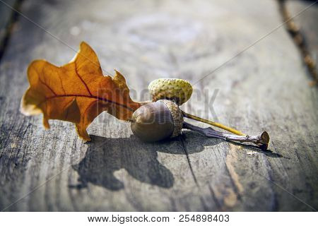 Autumn Decorative Wooden Background With Acorns And Leaves
