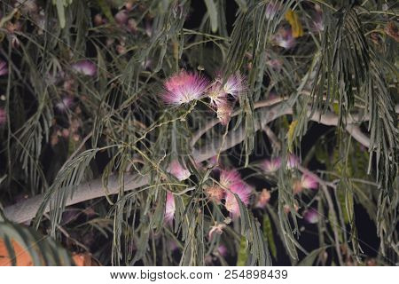 Beautiful Southern Shaggy Flowers Of Purple And White With Delicate Green Friable Leaves And Light B