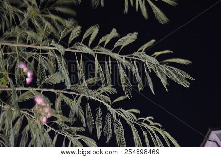 Beautiful Southern Shaggy Flowers Of Purple And White With Delicate Green Friable Leaves And Light B