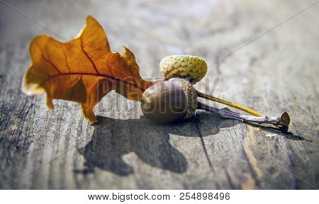 Autumn Decorative Wooden Background With Acorns And Leaves