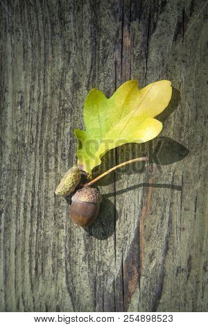 Autumn Decorative Wooden Background With Acorns And Leaves