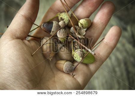 Autumn Decorative Wooden Background With Acorns And Leaves