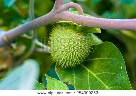 Devil's Trumpet, Datura Metel, In The Garden, Close Up.