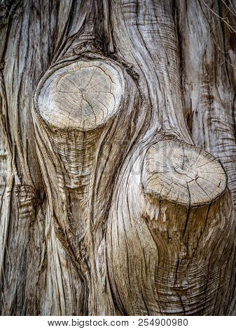 An Old Tree Aged And Cut To Its Finest In Lake Texoma, Texas