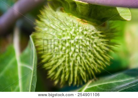 Devil's Trumpet, Datura Metel, In The Garden, Close Up.