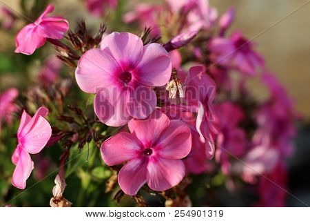 Phlox Paniculata, Fall Phlox, Garden Phlox
