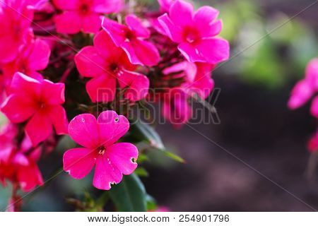Phlox Paniculata, Fall Phlox, Garden Phlox