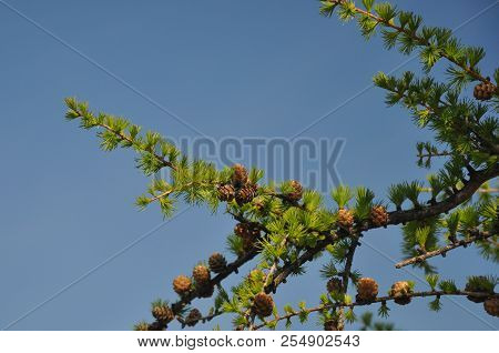 Sprig Of European Conifer Larch (larix Decidua) With Pine Cones On Blue Background And Copy Space In