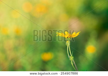 Jerusalem Artichoke Flower, Beautiul Yellow Flowers With Blurred Background