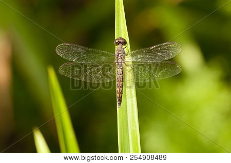 Female Common Parasol Dragonfly (neurothemis Fluctuans) Is Resting On Plant