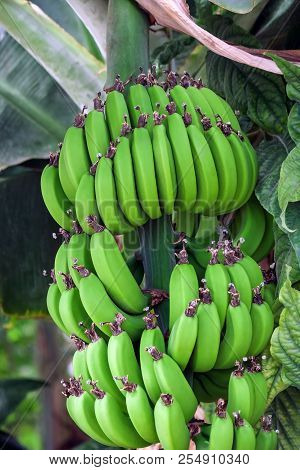 Bunches Of Green Bananas On A Branch Of Banana Palm, Unripe Already Large Fruits, Grow In The Garden