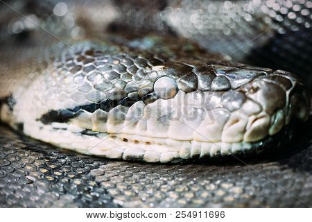 Close-up Picture Of Dangerous Grown Up Python