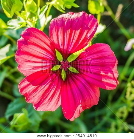Blooming Colorful Red Pink Hibiscus Flower Macro Close Up