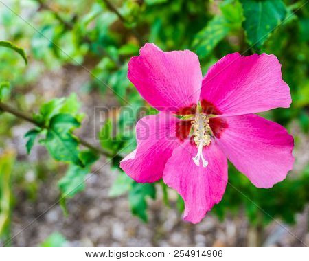 Blooming Pink Hibiscus Flower Close Up Macro